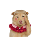 赤い服を着た紀州犬 (NT)（個別スタンプ：20）