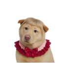 赤い服を着た紀州犬 (NT)（個別スタンプ：21）