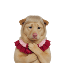 赤い服を着た紀州犬 (NT)（個別スタンプ：22）