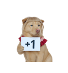 赤い服を着た紀州犬 (NT)（個別スタンプ：23）
