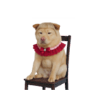 赤い服を着た紀州犬 (NT)（個別スタンプ：24）