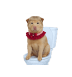 赤い服を着た紀州犬 (NT)（個別スタンプ：25）