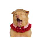 赤い服を着た紀州犬 (NT)（個別スタンプ：26）