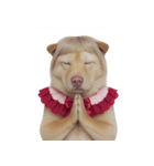 赤い服を着た紀州犬 (NT)（個別スタンプ：27）