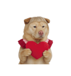 赤い服を着た紀州犬 (NT)（個別スタンプ：28）