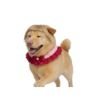 赤い服を着た紀州犬 (NT)（個別スタンプ：31）