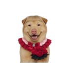 赤い服を着た紀州犬 (NT)（個別スタンプ：32）