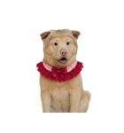 赤い服を着た紀州犬 (NT)（個別スタンプ：33）