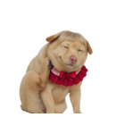 赤い服を着た紀州犬 (NT)（個別スタンプ：34）