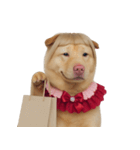 赤い服を着た紀州犬 (NT)（個別スタンプ：35）