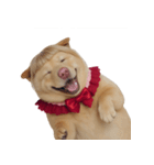 赤い服を着た紀州犬 (NT)（個別スタンプ：36）