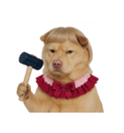 赤い服を着た紀州犬 (NT)（個別スタンプ：37）