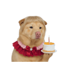 赤い服を着た紀州犬 (NT)（個別スタンプ：38）