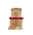 赤い服を着た紀州犬 (NT)（個別スタンプ：39）