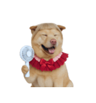 赤い服を着た紀州犬 (NT)（個別スタンプ：40）