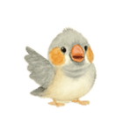 ふんわりまるまるキンカチョウ（個別スタンプ：1）
