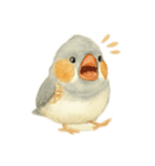 ふんわりまるまるキンカチョウ（個別スタンプ：2）