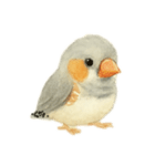 ふんわりまるまるキンカチョウ（個別スタンプ：3）