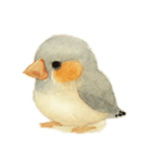 ふんわりまるまるキンカチョウ（個別スタンプ：5）