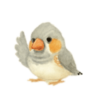 ふんわりまるまるキンカチョウ（個別スタンプ：8）