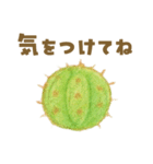 ずっと使える 毎日使える 癒しの多肉植物（個別スタンプ：4）