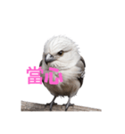 しまえなが C（個別スタンプ：11）
