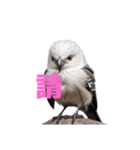 しまえなが C（個別スタンプ：12）