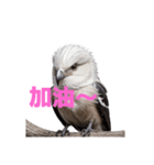 しまえなが C（個別スタンプ：14）