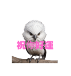しまえなが C（個別スタンプ：19）