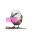 しまえなが C（個別スタンプ：21）