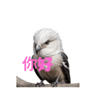 しまえなが C（個別スタンプ：23）