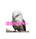 しまえなが C（個別スタンプ：29）