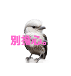 しまえなが C（個別スタンプ：30）