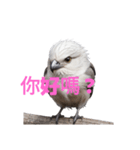 しまえなが C（個別スタンプ：39）