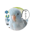 マメルリハ達26（個別スタンプ：6）