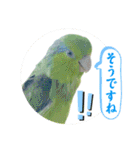 マメルリハ達26（個別スタンプ：7）