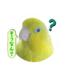 マメルリハ達26（個別スタンプ：8）