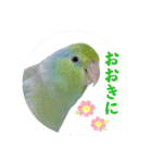 マメルリハ達26（個別スタンプ：9）
