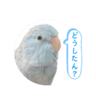 マメルリハ達26（個別スタンプ：10）
