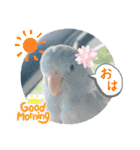 マメルリハ達26（個別スタンプ：11）