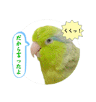マメルリハ達26（個別スタンプ：12）
