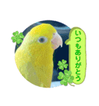 マメルリハ達26（個別スタンプ：13）