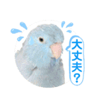 マメルリハ達26（個別スタンプ：15）