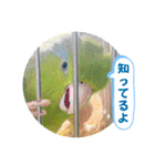 マメルリハ達26（個別スタンプ：17）