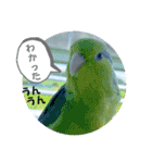 マメルリハ達26（個別スタンプ：22）
