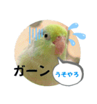 マメルリハ達26（個別スタンプ：24）