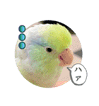 マメルリハ達26（個別スタンプ：29）