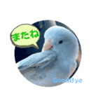 マメルリハ達26（個別スタンプ：31）