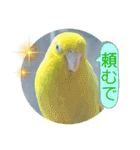 マメルリハ達26（個別スタンプ：33）
