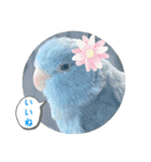 マメルリハ達26（個別スタンプ：35）